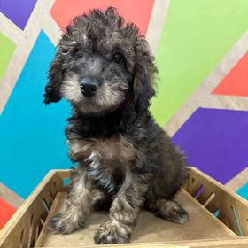 Mini Poodle