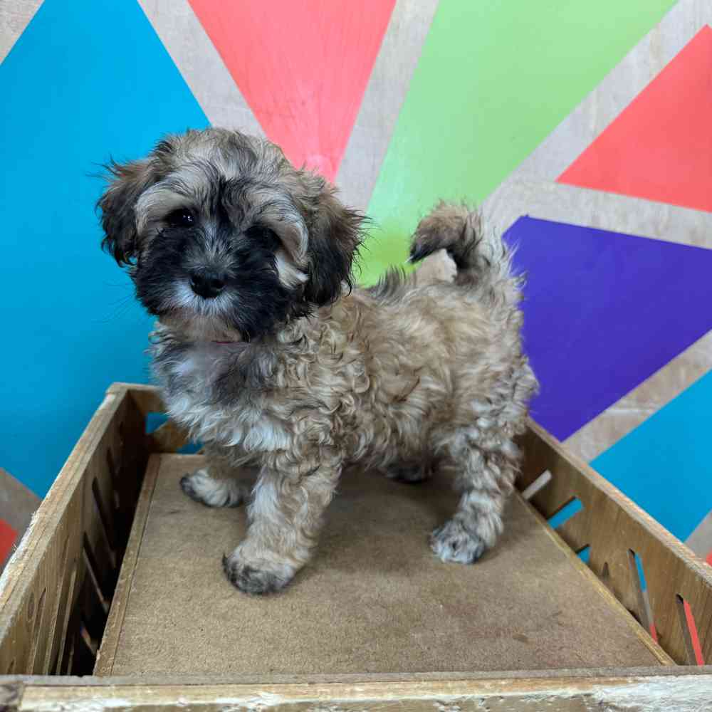 carousel pet images