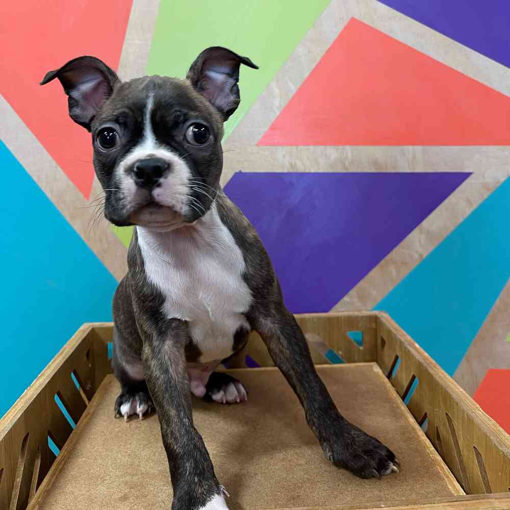 carousel pet images