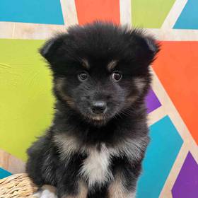 Pomsky