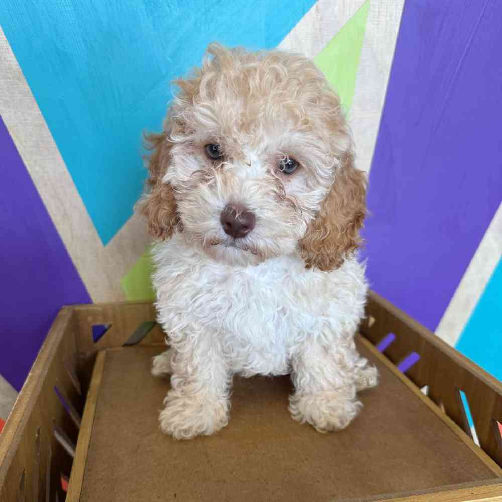 Image of a pet breed in the gallery