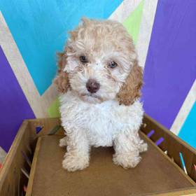 Cockapoo
