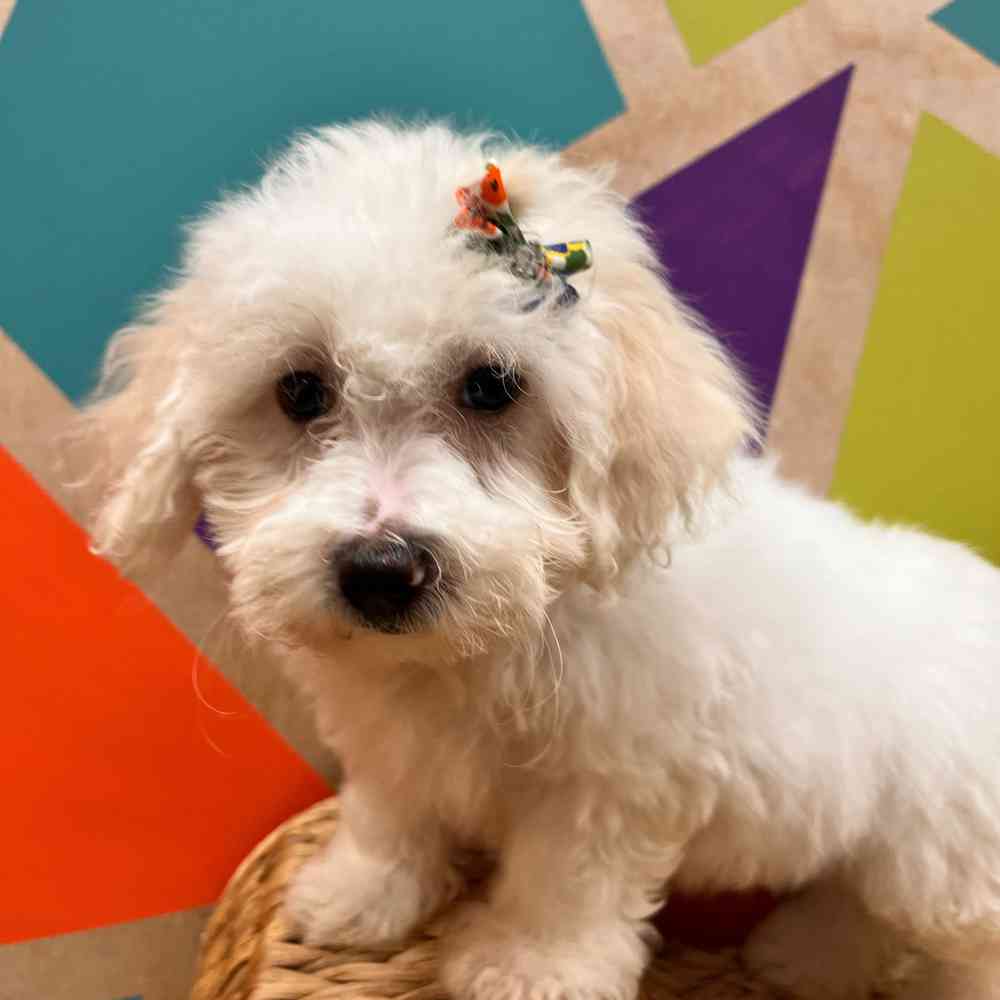 carousel pet images