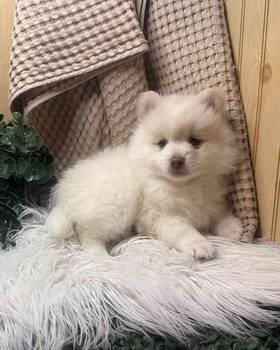 Pomeranian