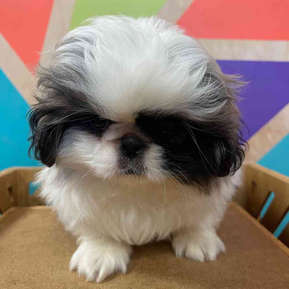 Image of a pet breed in the gallery