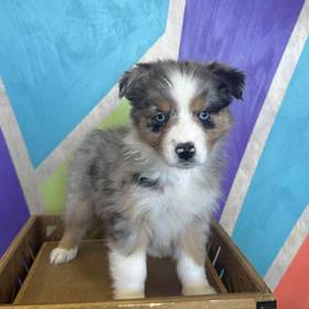 Australian Shepherd