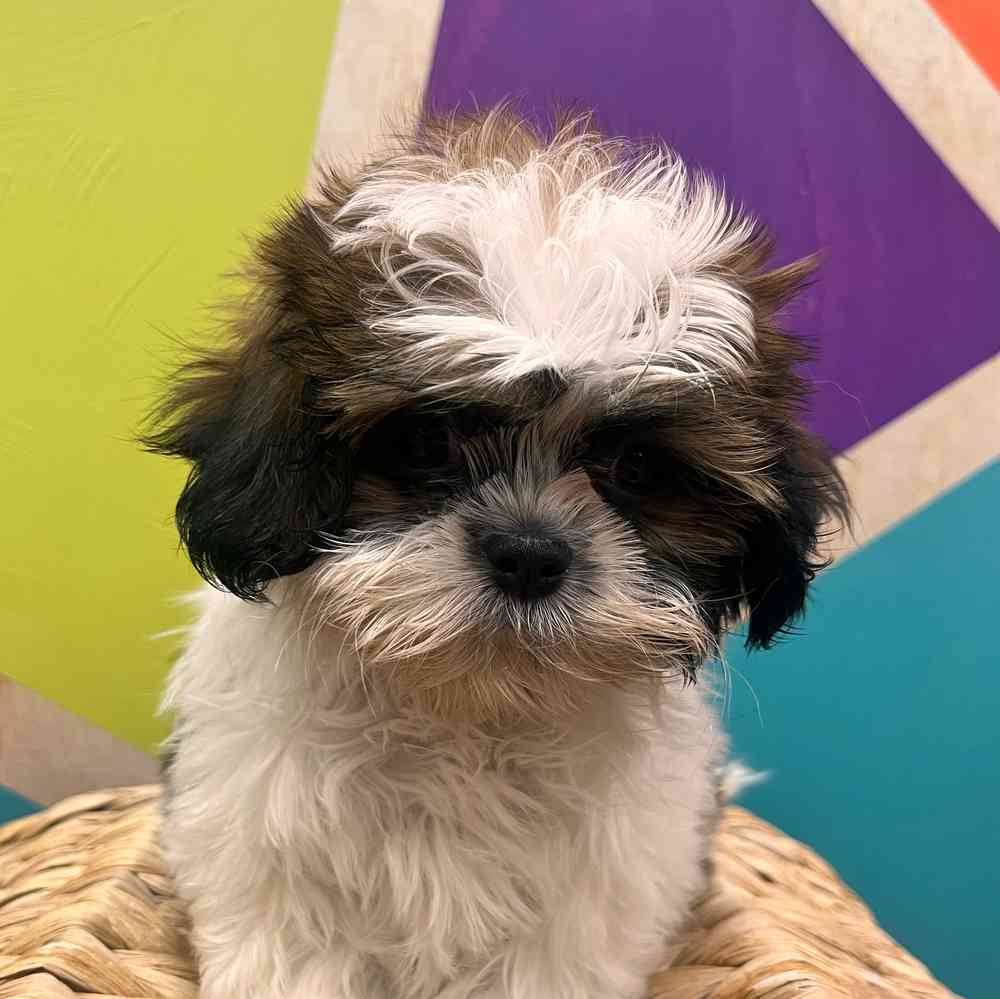 carousel pet images