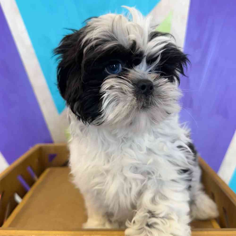 carousel pet images