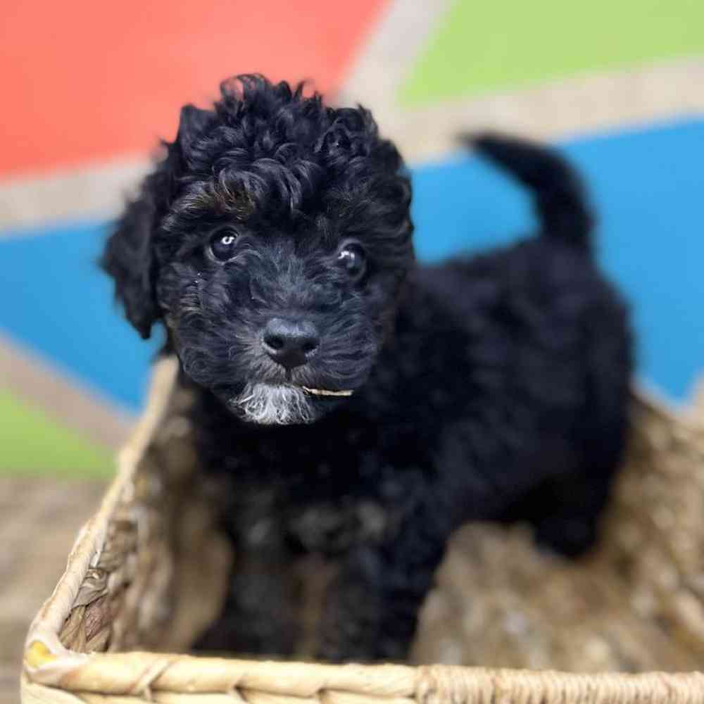 Image of a pet breed in the gallery