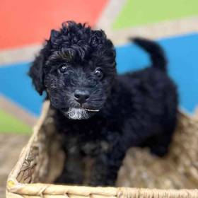 F1b Mini BerneDoodle