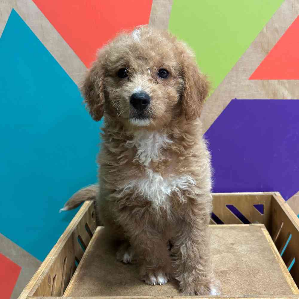 carousel pet images