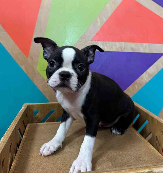 Boston Terrier