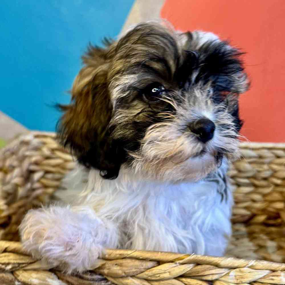 carousel pet images