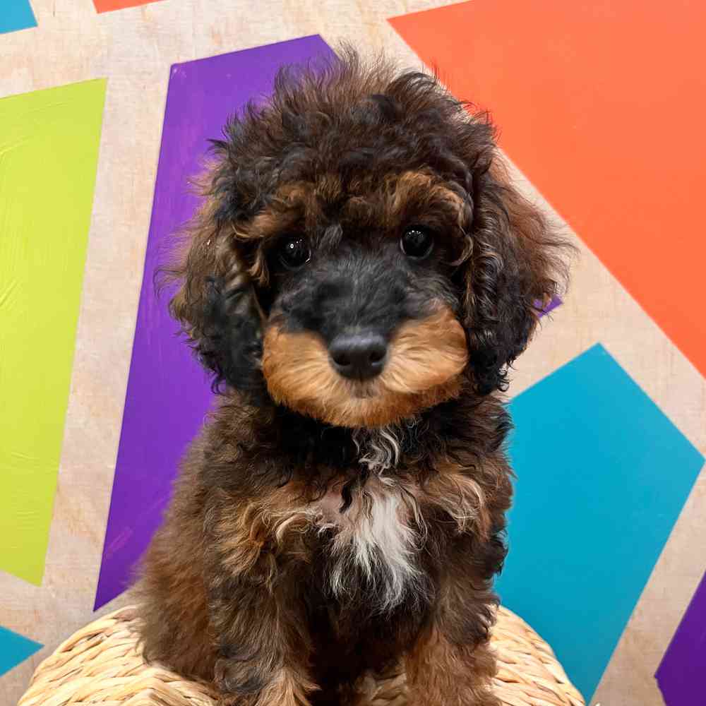 carousel pet images