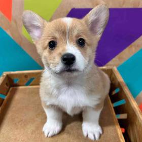 Pembroke Welsh Corgi