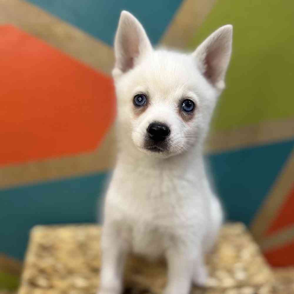 carousel pet images