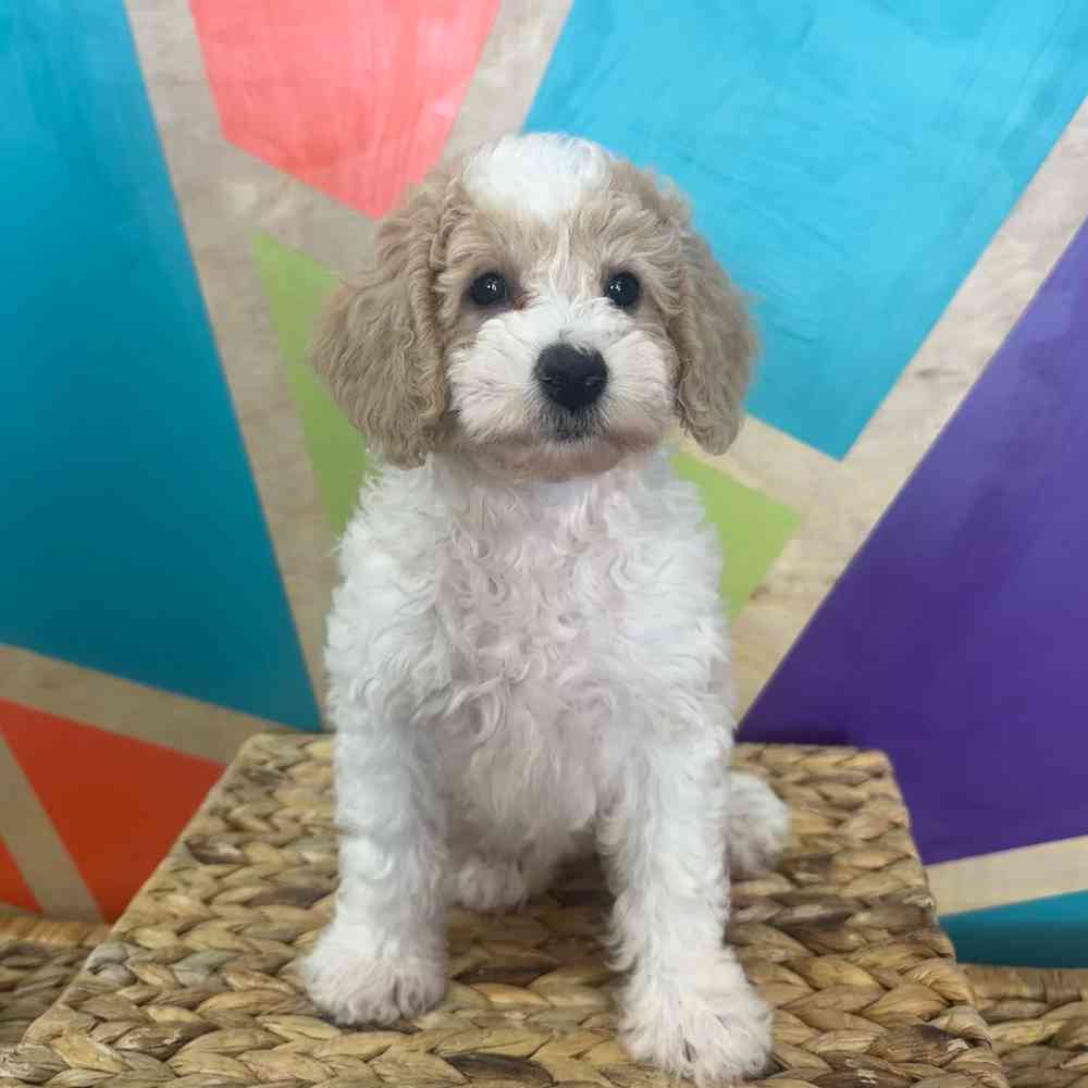 carousel pet images