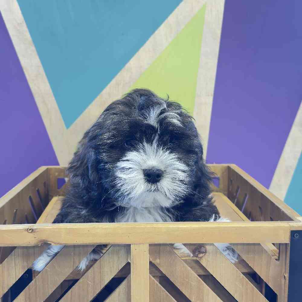 Image of a pet breed in the gallery