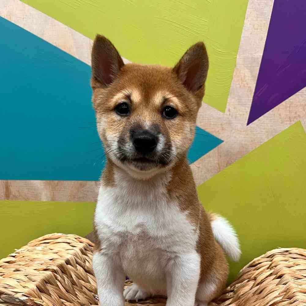 carousel pet images