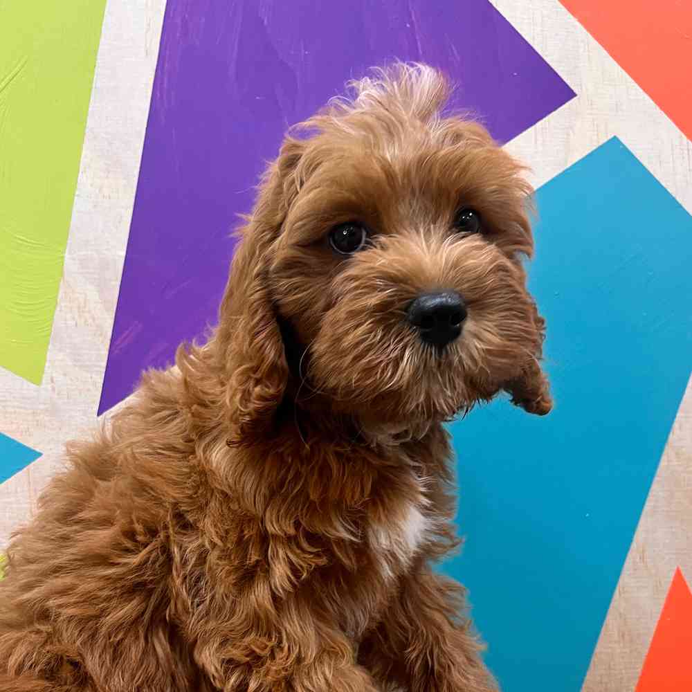 carousel pet images