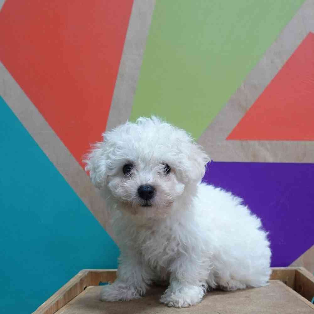 carousel pet images