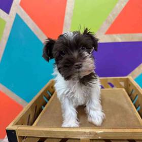 Mini Schnauzer