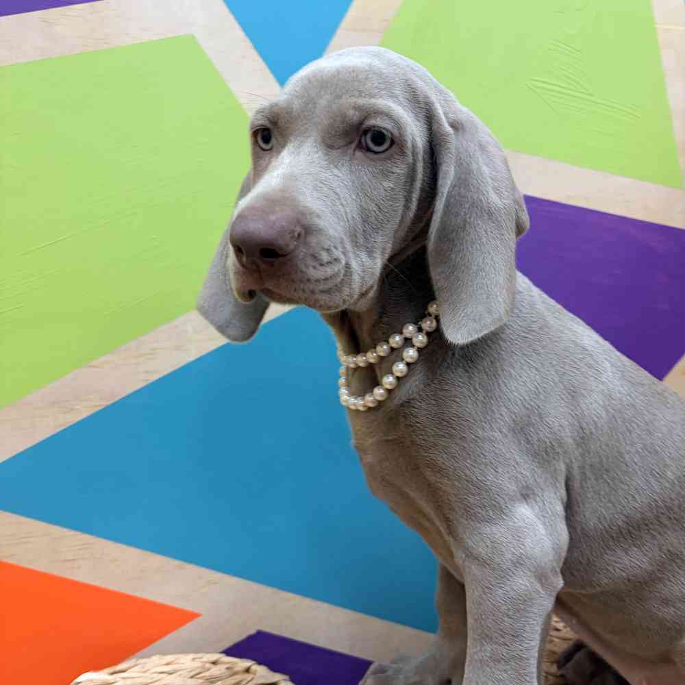 Image of a pet breed in the gallery