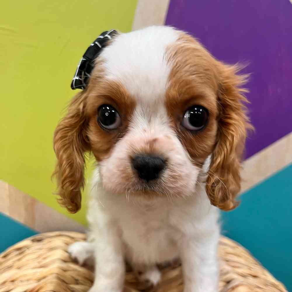carousel pet images