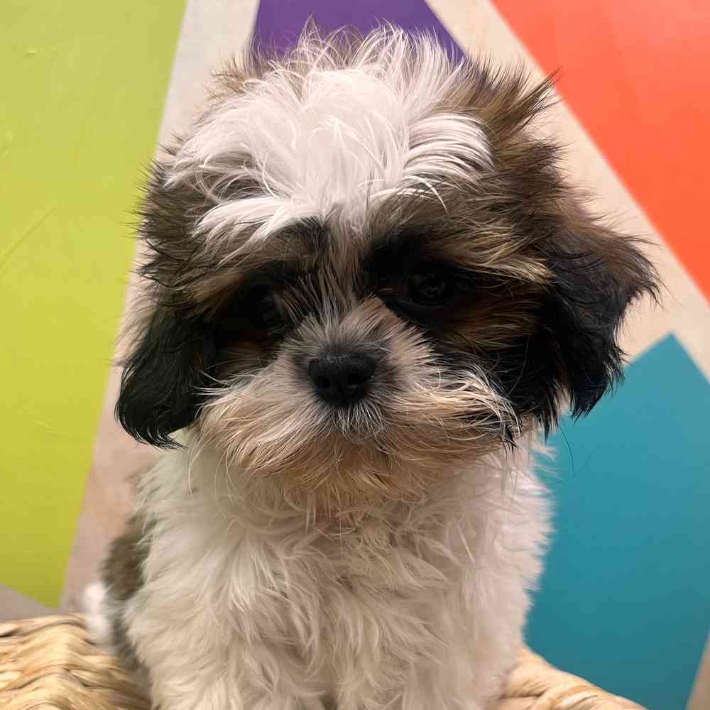 carousel pet images