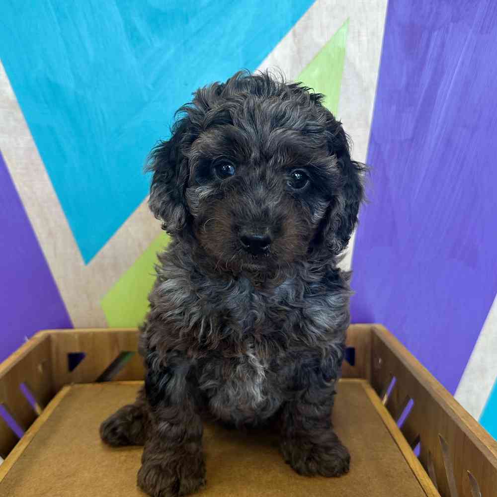 Image of a pet breed in the gallery
