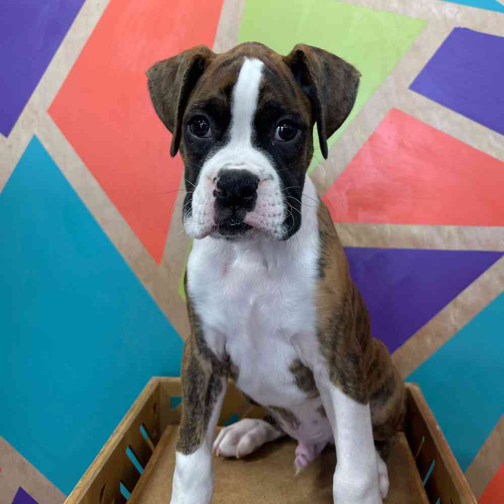 carousel pet images