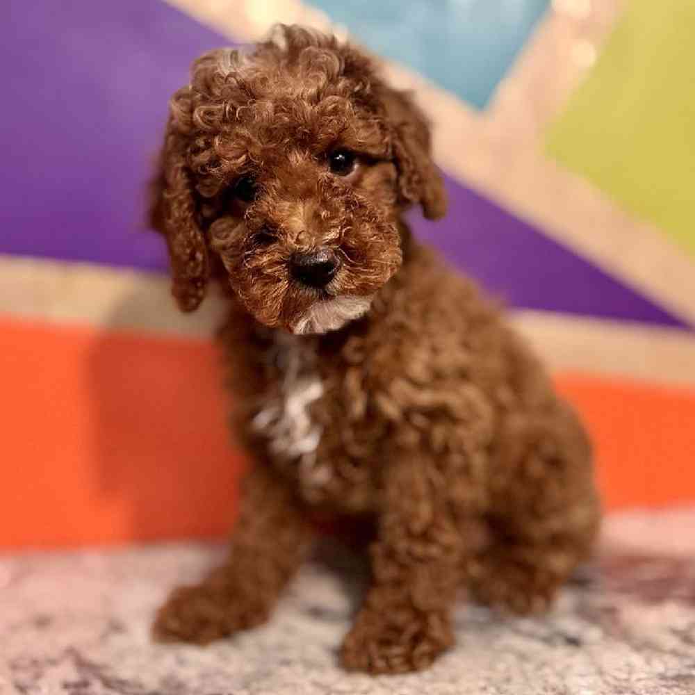 carousel pet images