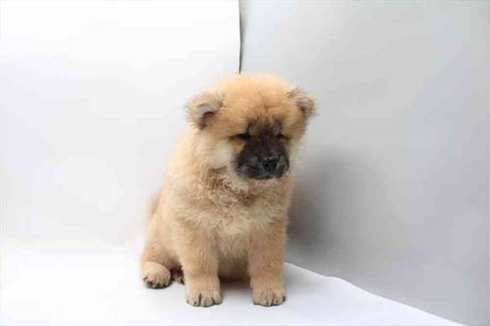 Chow Chow