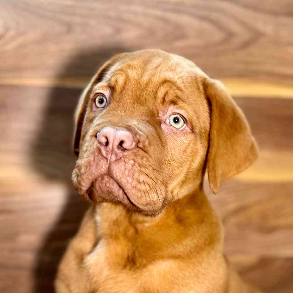 pet breed image