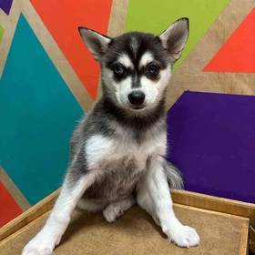 Alaskan Klee Kai