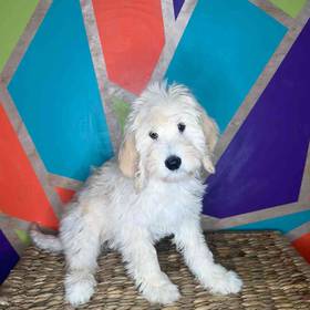 Goldendoodle