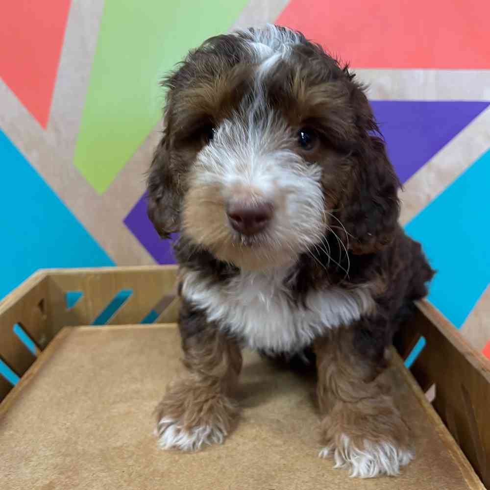 carousel pet images