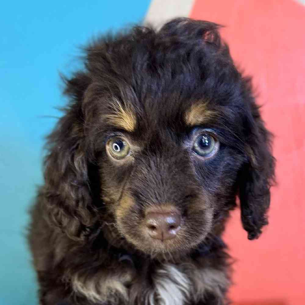 carousel pet images