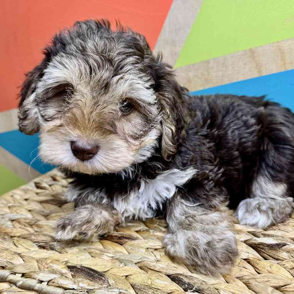 carousel pet images
