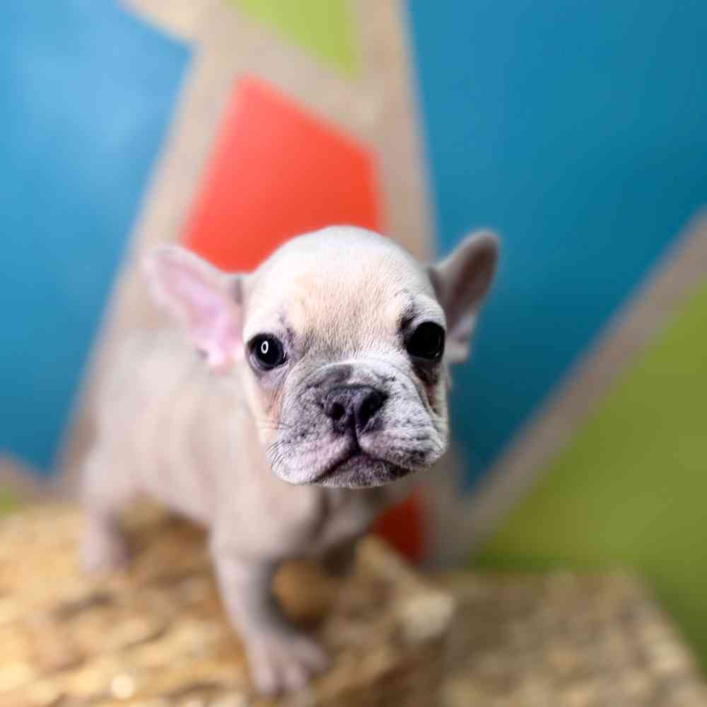 carousel pet images