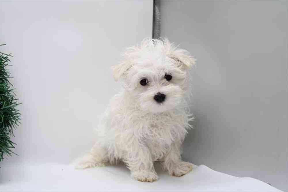 Image of a pet breed in the gallery