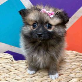 Pomeranian