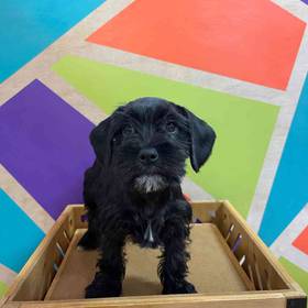 Mini Schnauzer