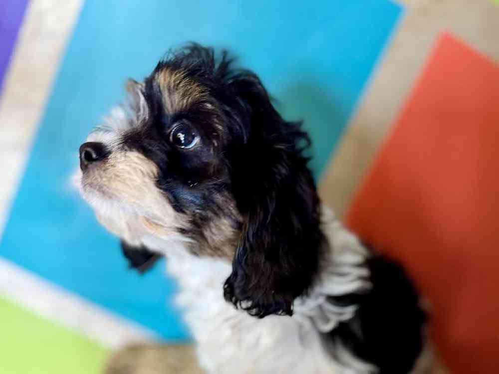 carousel pet images