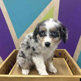 Mini Aussie