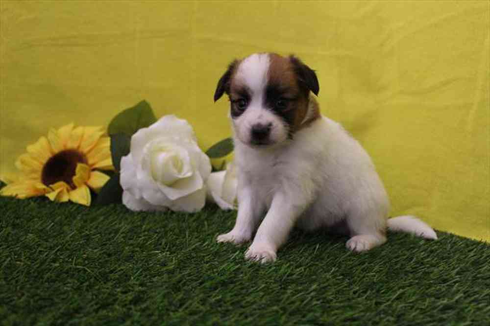 Image of a pet breed in the gallery