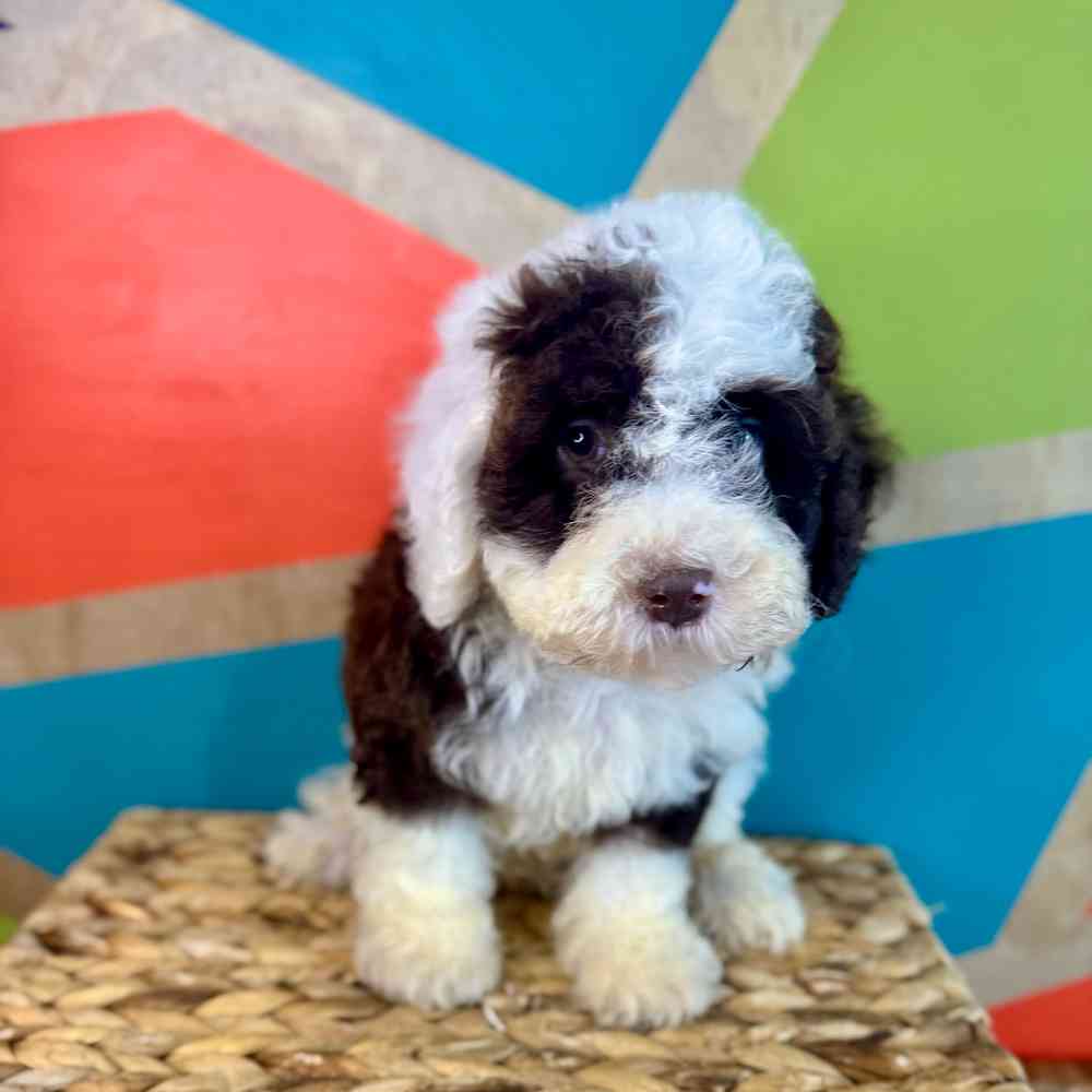 carousel pet images