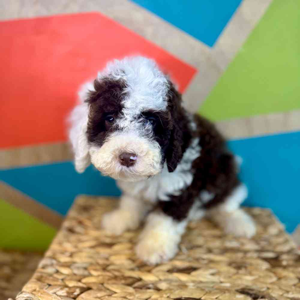 carousel pet images