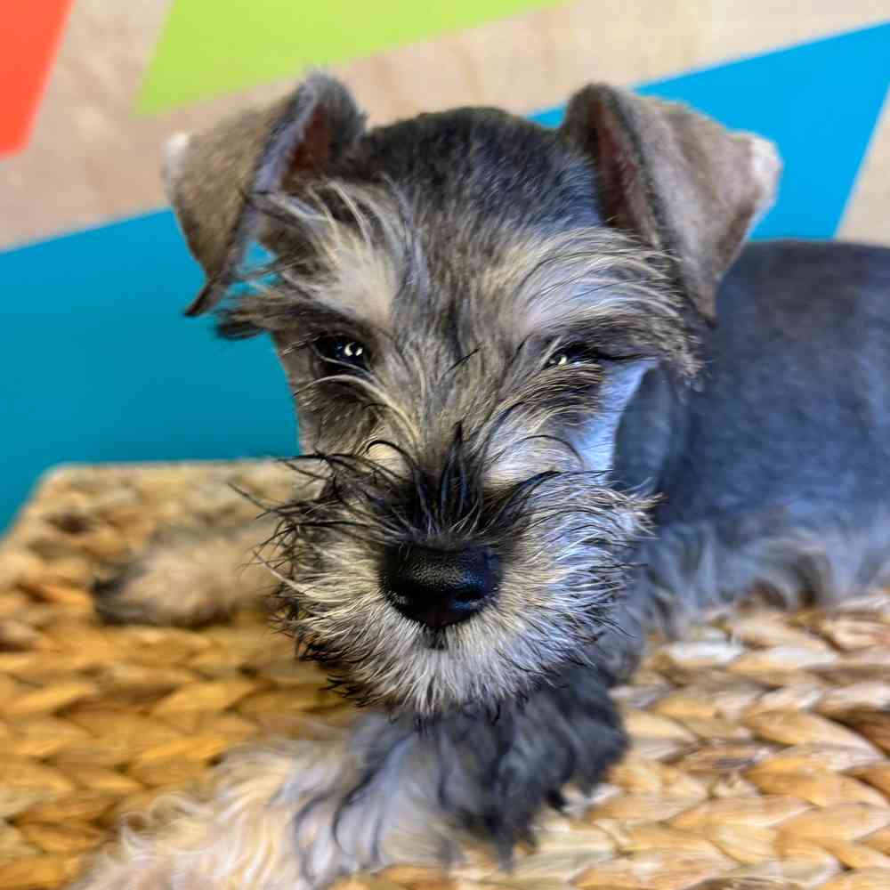 pet breed image
