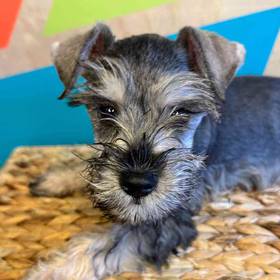 Mini Schnauzer